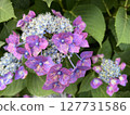初夏繡球花繡球花 127731586