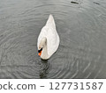 天鵝在水邊游泳 127731587