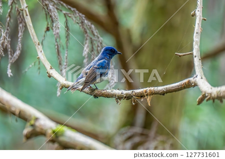 A blue-and-white flycatcher relaxing on its favorite branch 127731601