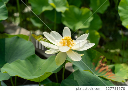 White Lotus Flower White Lotus Flower 127731678