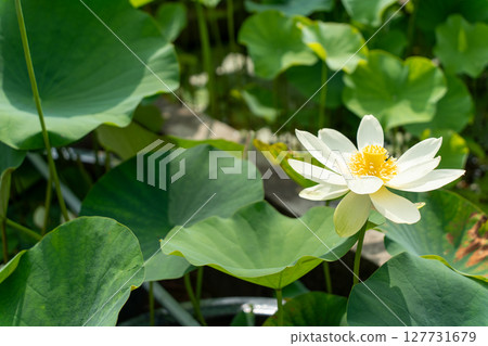 White Lotus Flower White Lotus Flower 127731679