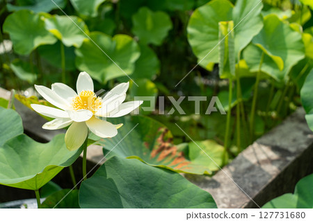 White Lotus Flower White Lotus Flower 127731680