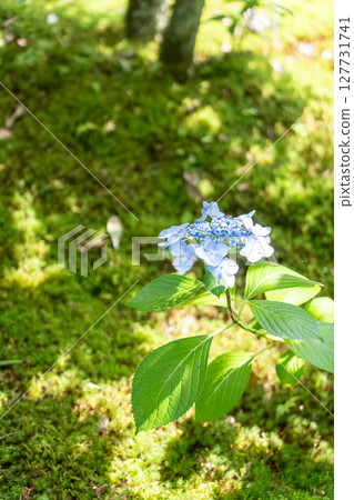 Hydrangea wet in the rain of the rainy season 127731741