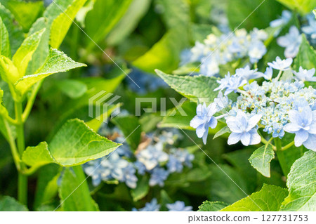 Blue hydrangea Blue hydrangea 127731753