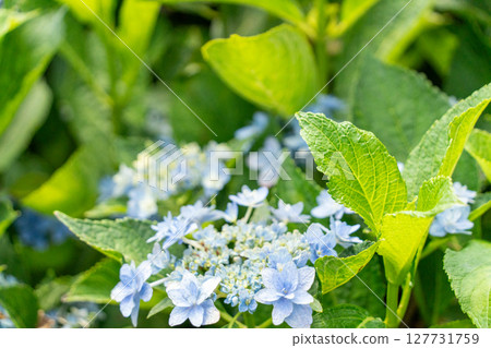 Blue hydrangea 127731759
