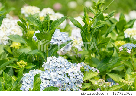 Blue hydrangea flower Blue hydrangea flower 127731763