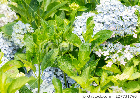 White hydrangea White hydrangea 127731766
