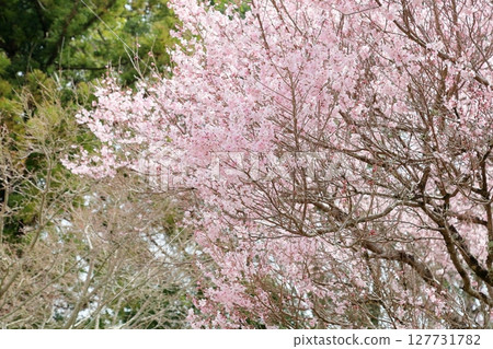 早開櫻花：江戶彼岸櫻花盛開 127731782