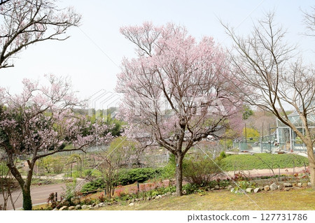 早開櫻花:江戶彼岸櫻花盛開 早開櫻花:江戶彼岸櫻花盛開 127731786