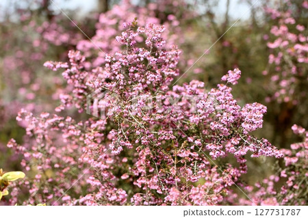 Erica flowers in full bloom 127731787