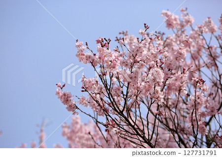 Early-blooming cherry blossoms: Edohiganzakura in full bloom Early-blooming cherry blossoms: Edohiganzakura in full bloom 127731791