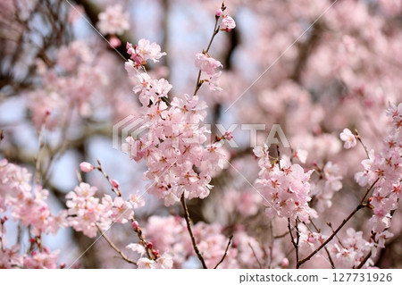Early-blooming cherry blossoms: Edohiganzakura in full bloom Early-blooming cherry blossoms: Edohiganzakura in full bloom 127731926