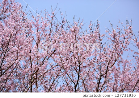 早開櫻花：江戶彼岸櫻花盛開 127731930
