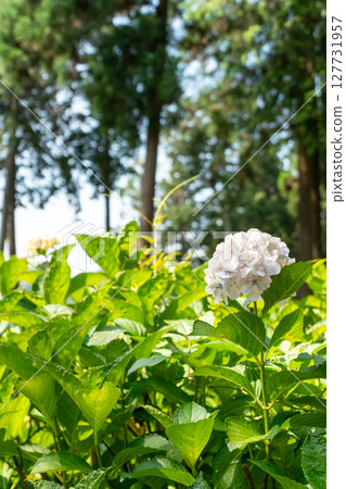 Blue hydrangea Blue hydrangea 127731957