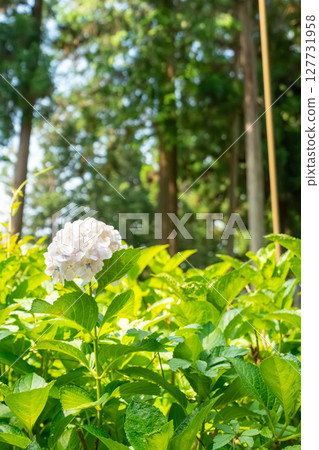 繡球花盛開在雨季的清除 繡球花盛開在雨季的清除 127731958