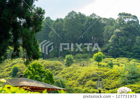 Arbor surrounded by greenery Arbor surrounded by greenery 127731973