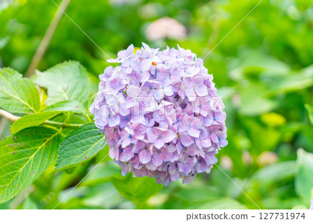 Blue hydrangea Blue hydrangea 127731974