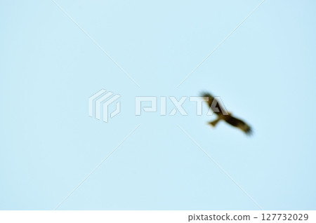 在天空中飛翔的鳥兒的背景材料 127732029