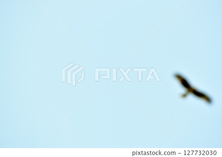 在天空中飛翔的鳥兒的背景材料 127732030
