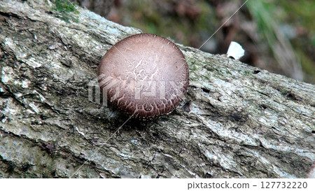 Wild shiitake mushrooms found on a fallen tree in a valley in January Wild shiitake mushrooms found on a fallen tree in a valley in January 127732220
