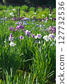 Kitayama Park pond and iris flowers located in the Sayama Hills when the irises bloom 127732536