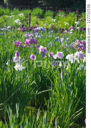 Kitayama Park pond and iris flowers located in the Sayama Hills when the irises bloom Kitayama Park pond and iris flowers located in the Sayama Hills when the irises bloom 127732536