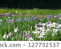 Kitayama Park pond and iris flowers located in the Sayama Hills when the irises bloom 127732537