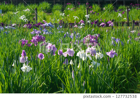 Kitayama Park pond and iris flowers located in the Sayama Hills when the irises bloom 127732538