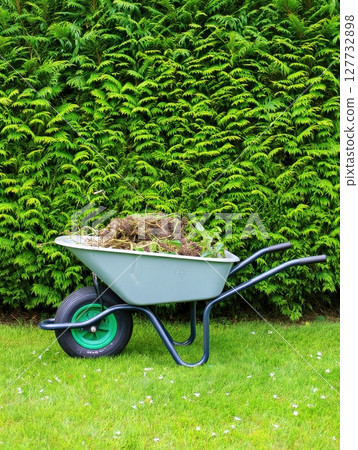 Wheelbarrow full of weeds and branches standing on green lawn in front of hedge 127732898