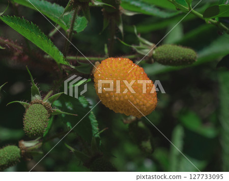 懸鉤子，薔薇科，懸鉤子 127733095