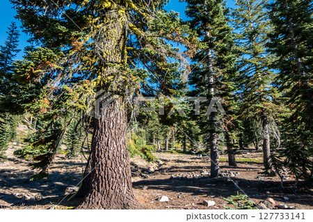 Shasta-Trinity National Forest  and landscapes 127733141
