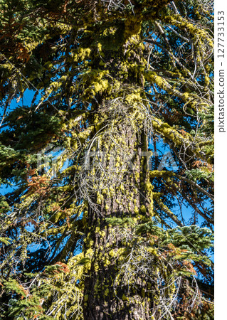 Shasta-Trinity National Forest  and landscapes 127733153
