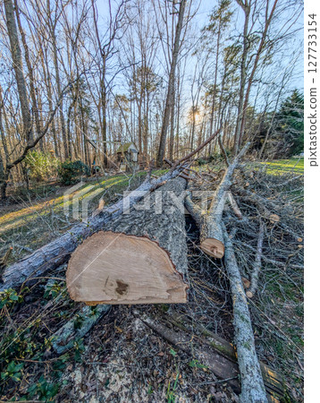 ree trunk that was cut down with chainsaw 127733154