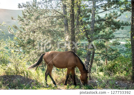 beautiful nature scenes around ala-archa gorge in kygyzstan beautiful nature scenes around ala-archa gorge in kygyzstan 127733392