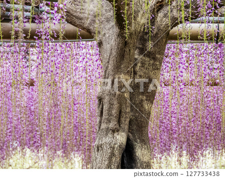 曼荼羅寺遺址景觀 127733438
