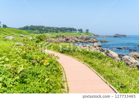 青森縣八戶市種差海岸初夏鮮花盛開 127733465