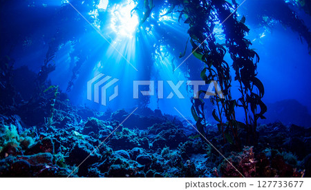 Underwater kelp forest  background. Generated Image 127733677