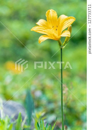 "Aomori Prefecture" Flowers bloom on the shore in early summer at Tanesashi Coast, Hachinohe City 127733711