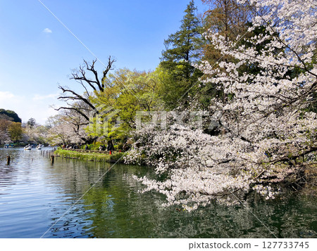 Spring cherry blossoms at Inokashira Park Spring cherry blossoms at Inokashira Park 127733745