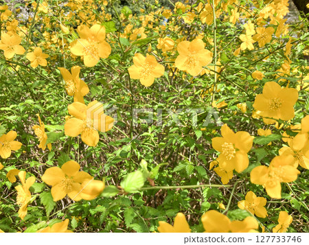 井之頭公園:山吹花 井之頭公園:山吹花 127733746