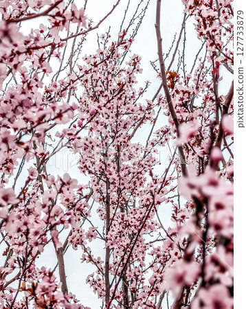 pink blooming tree in spring southern USA pink blooming tree in spring southern USA 127733879