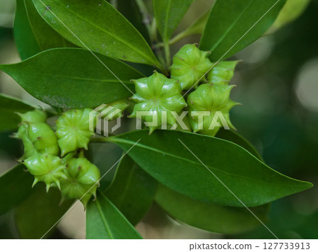 八角毒果，五味子科八角茴香的幼果 127733913