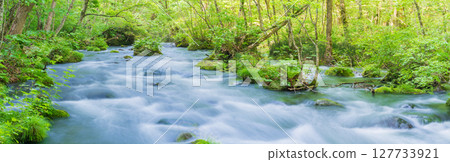"Aomori Prefecture" Oirase Gorge and Sanran Flow in Early Summer, Towada City 127733921