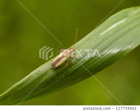The red-striped rice bug, a pest of rice The red-striped rice bug, a pest of rice 127734081