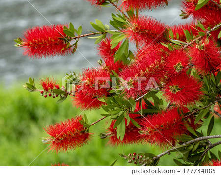 A red brushwood flower 127734085