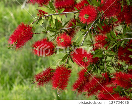 A red brushwood flower 127734086