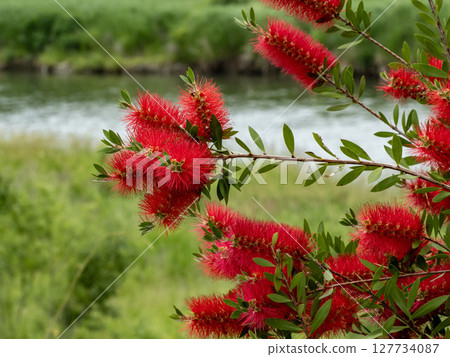 A red brushwood flower 127734087