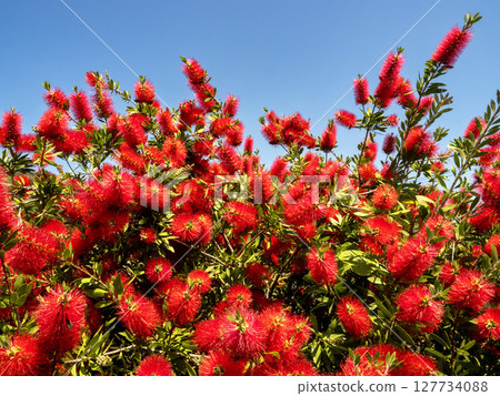 A red brushwood flower 127734088