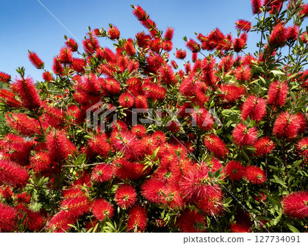 A red brushwood flower 127734091