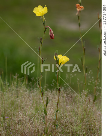 Yellow flower of Matsuyoshiyushi 127734094